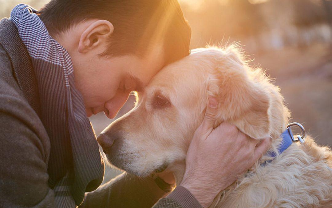 Healing After Losing a Canine Companion: A Journey of Love and Memory