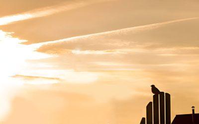 How Birds Bring Joy in Tough Times: Finding Hope in Feathered Companions