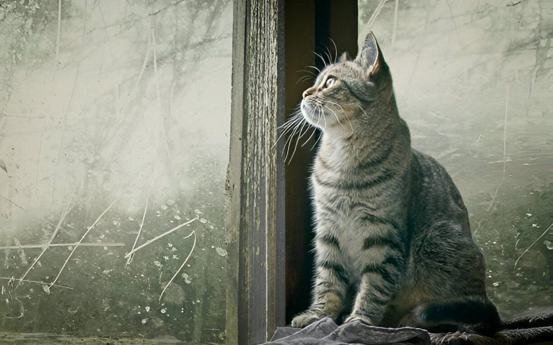 The Graceful Enigmas: Why Cats Hold a Special Place in Our Hearts