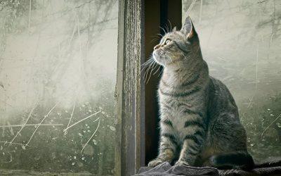 The Graceful Enigmas: Why Cats Hold a Special Place in Our Hearts