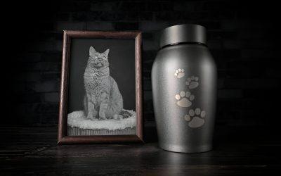 Coping with the Loss of a Cat: Navigating Grief and Honoring Their Memory