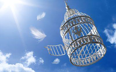 Finding Comfort After a Bird’s Passing: Honoring the Echo of Their Song