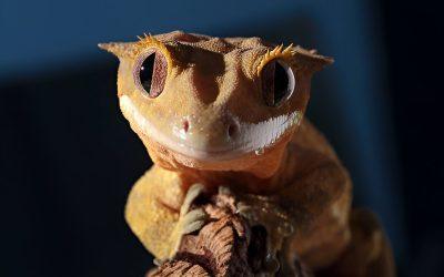 Understanding Grief for Reptile Owners: Navigating the Quiet Loss of a Scaly Companion