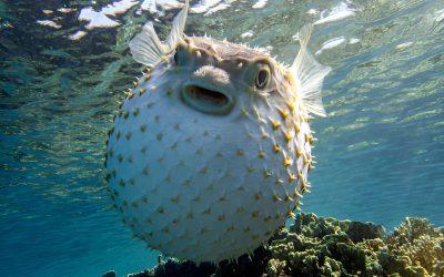 Grief for an Aquatic Friend: Saying Goodbye to Fish