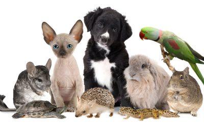 Honoring the Unique Bond with Exotic Pets: A Journey of Discovery and Compassion