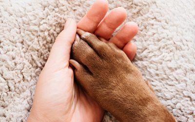 How Dogs Guide Us Through the Lessons of Love and Loss
