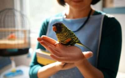 Functional Gifts for Bird Owners: Practical Essentials for Happy Birds & Their HumansPost Template