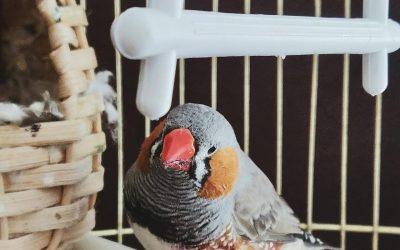 Why the Silence After Losing a Pet Bird Can Be the Hardest Part
