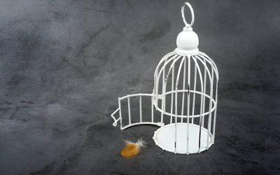 From Empty Cage to Healing Heart: Navigating Bird Grief
