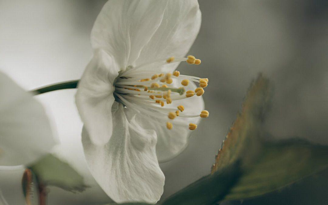 The Science of Sorrow: What Happens in the Brain When We Grieve
