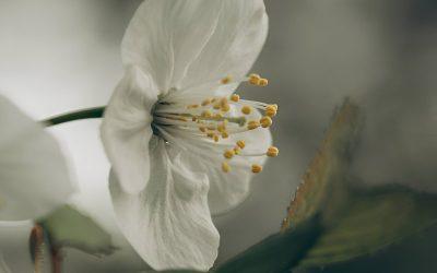 The Science of Sorrow: What Happens in the Brain When We Grieve
