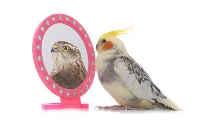 Creating Rituals, Keepsakes, and Tributes to Remember Your Bird